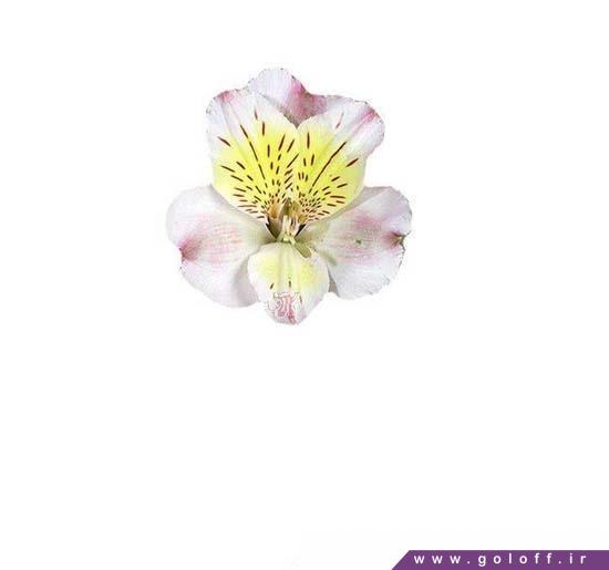 فروشگاه آنلاین گل - گل آلسترومریا ساکرامنتو - Alstroemeria | گل آف